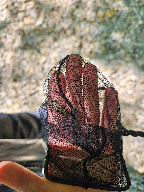 Hand, über die ein Keschernetz liegt, auf dem eine Art Fliege sitzt ein 